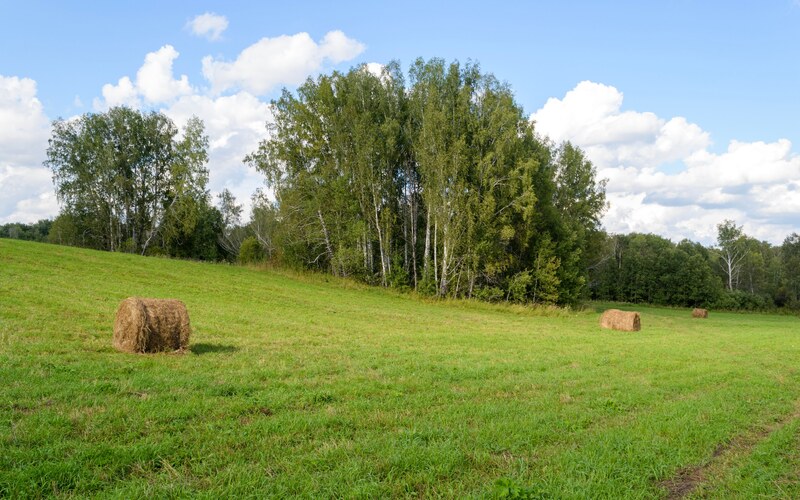 Рулоны сена на скошенном лугу у перелеска