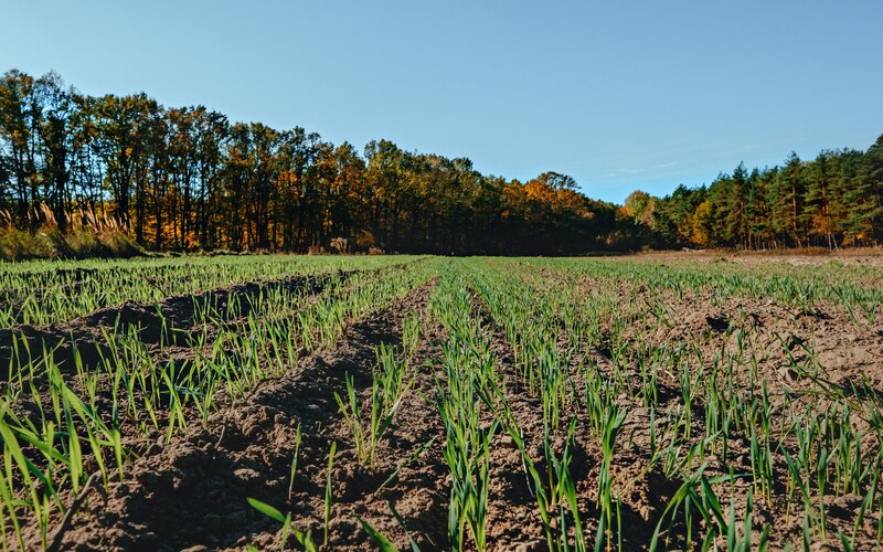 Молодые всходы рядами у осеннего леса