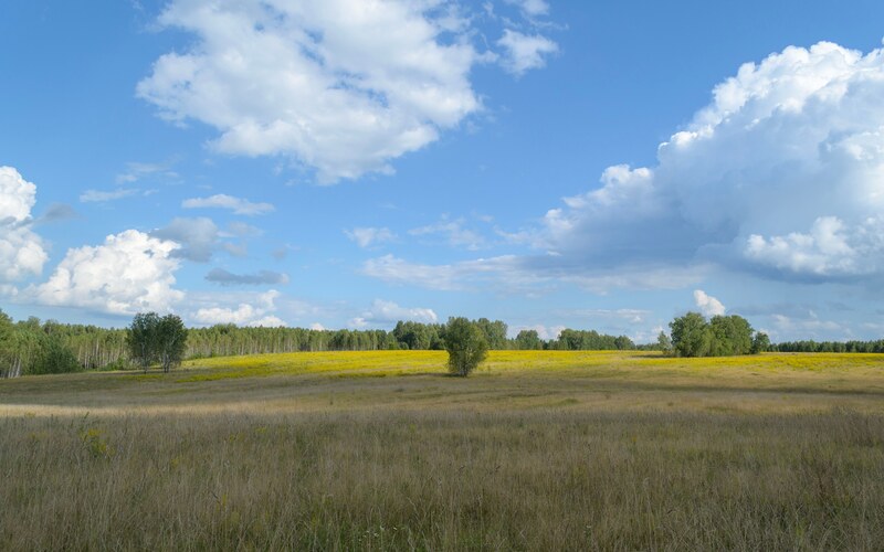 Луг с редкими деревьями под кучевыми облаками