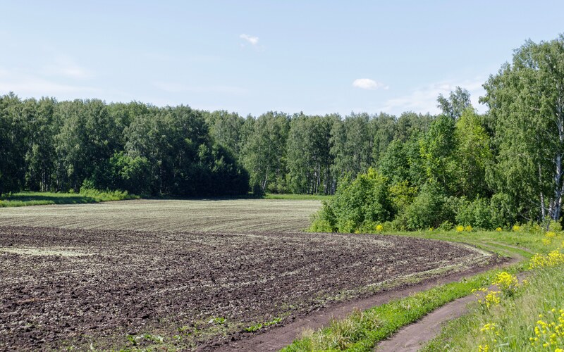 Чёрная пашня, упирающаяся в стену леса