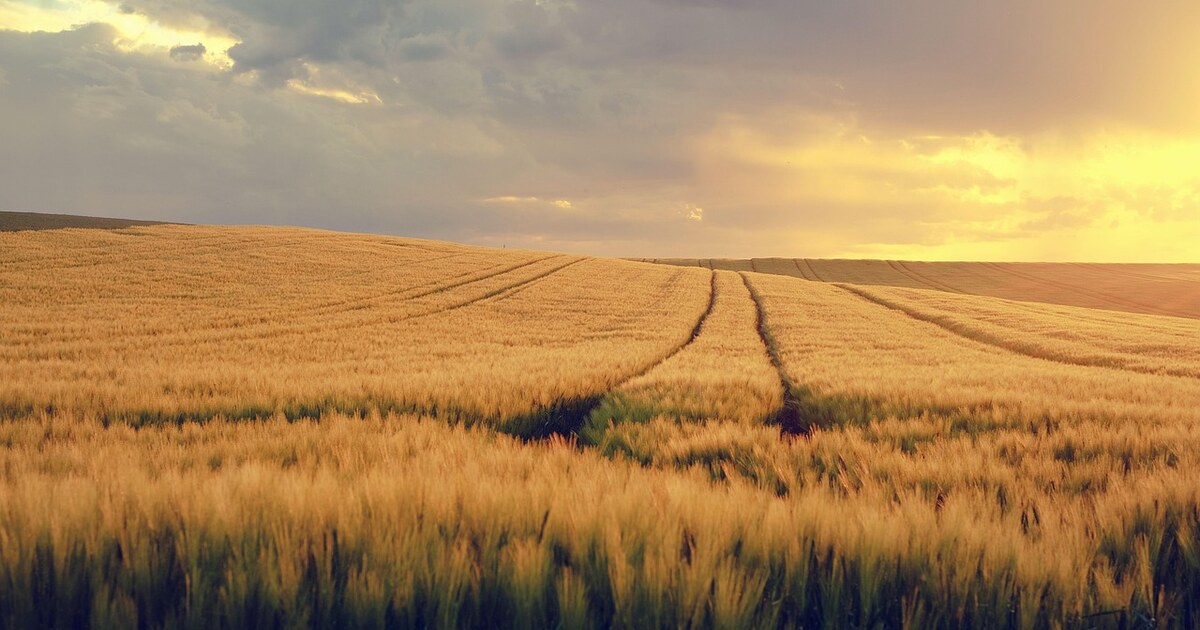 Пшеничное поле в закатном свете — предоставление земельных участков на торгах аукционах
