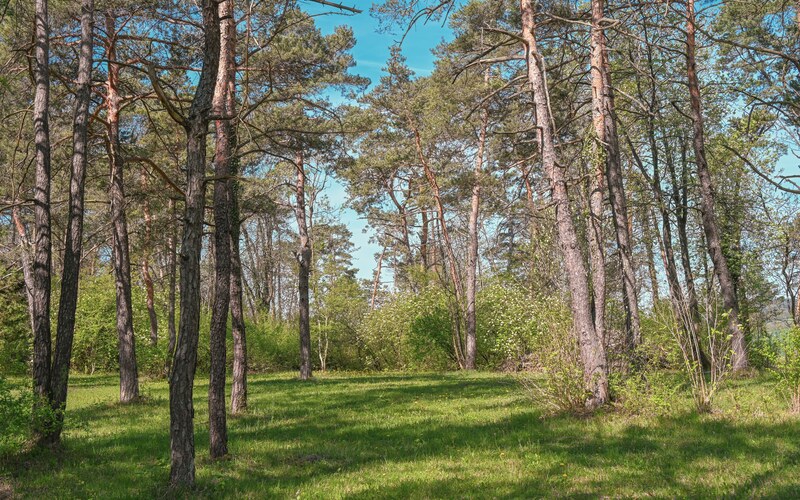 Сосны и подрост на лесном участке