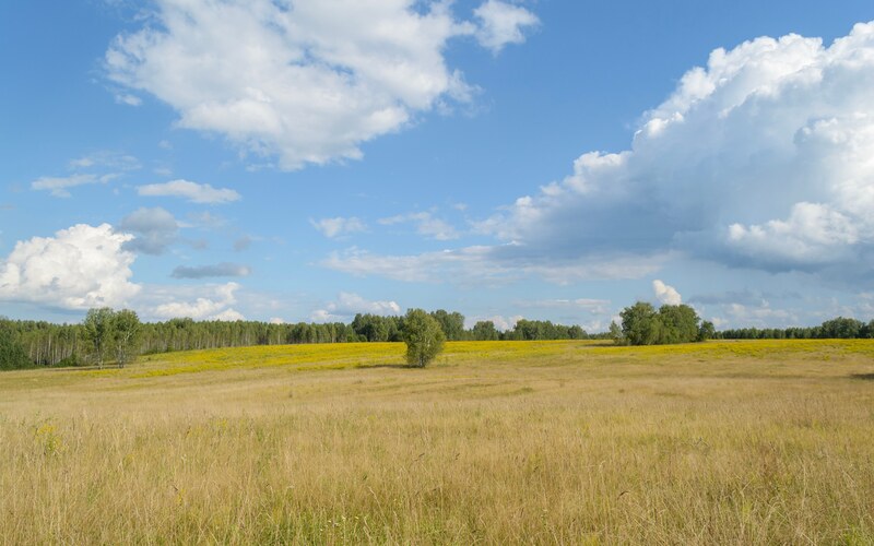 Луг с кустами под кучевыми облаками
